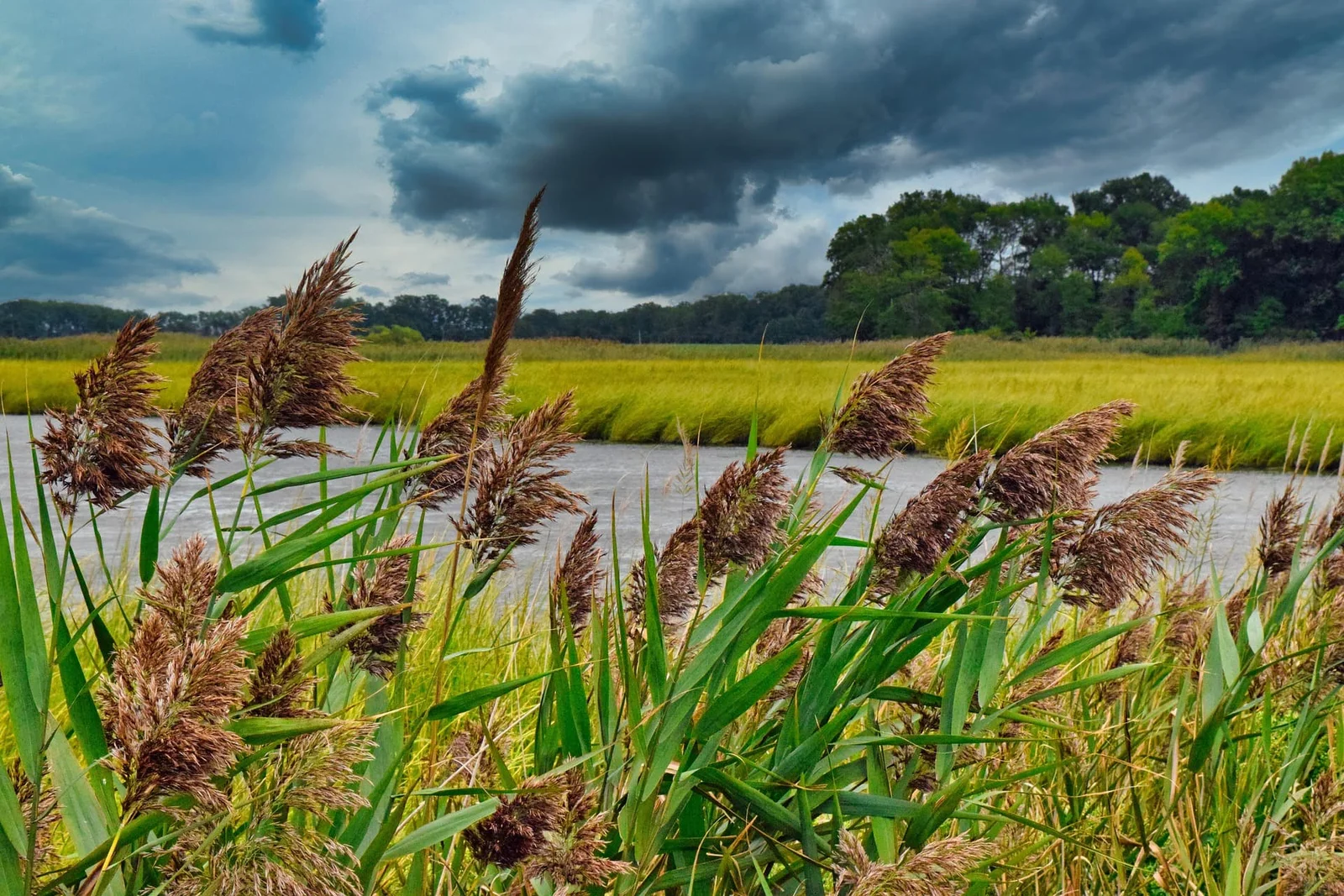 grass 5583206 1920 1